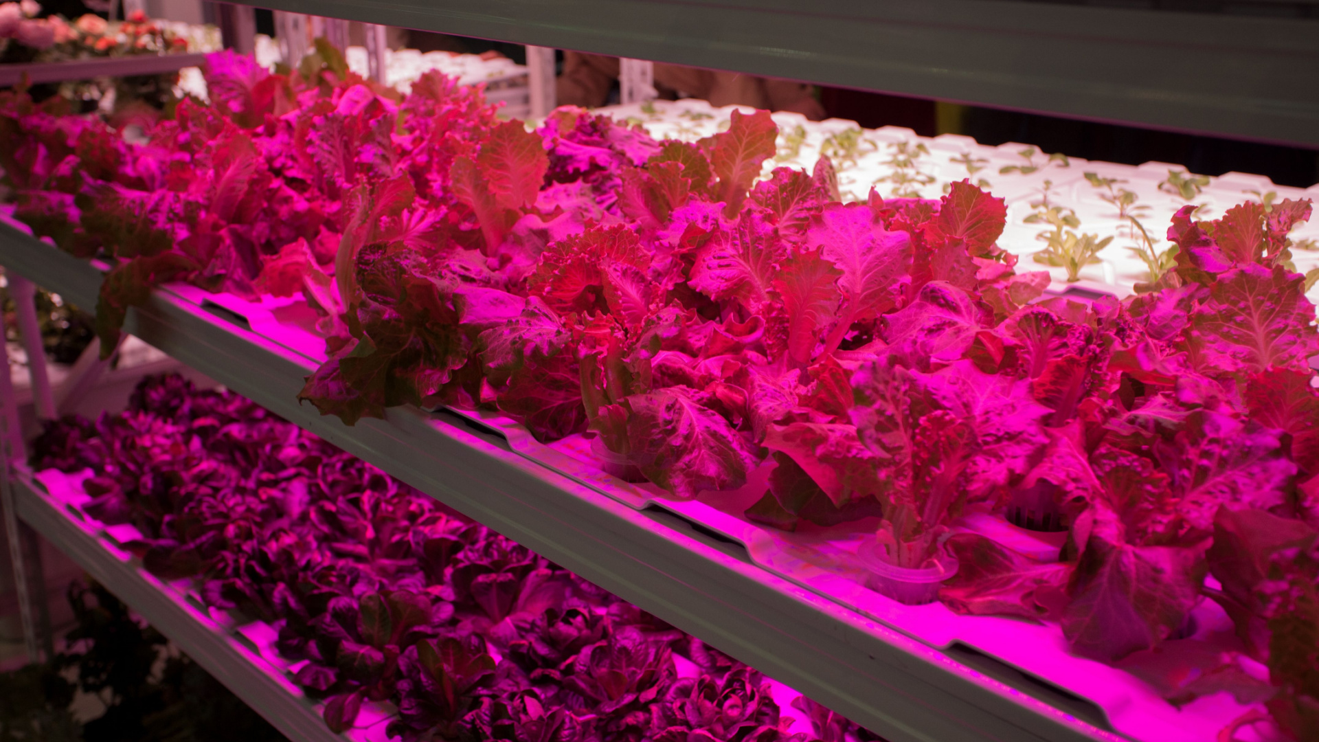 Indoor farming, among challenges and new technologies